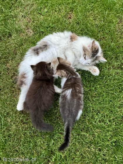 Małe kotki do oddania