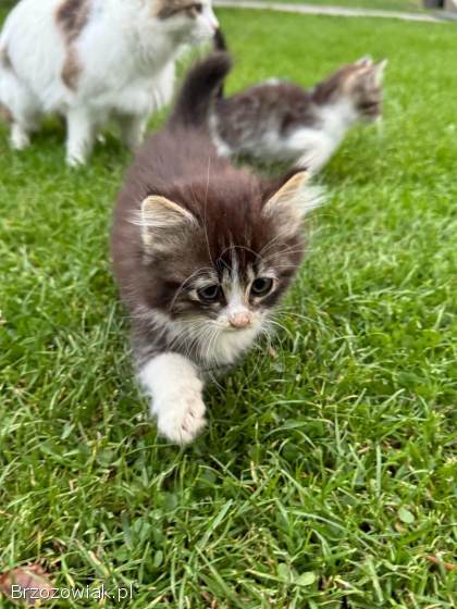 Małe kotki do oddania