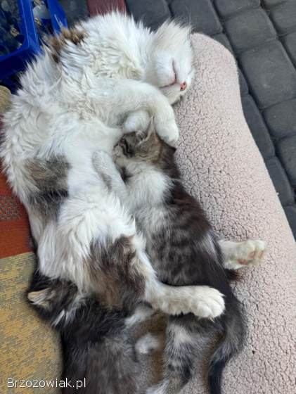 Małe kotki do oddania