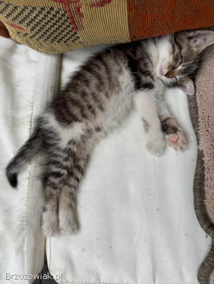 Małe kotki do oddania