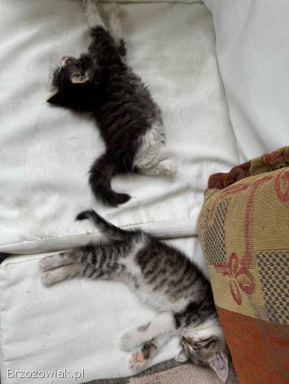 Małe kotki do oddania