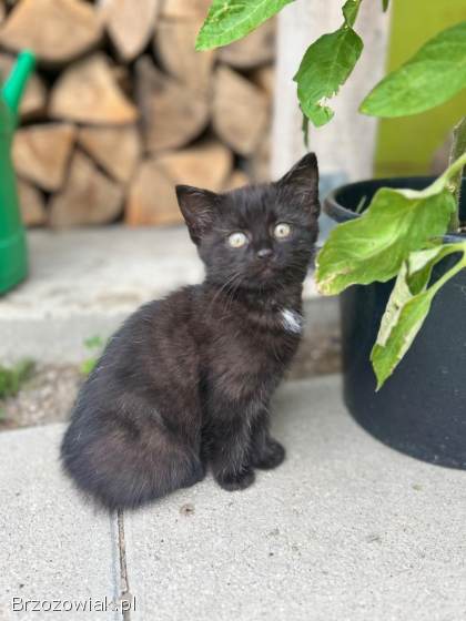 Oddam dwa kotki w dobre ręce