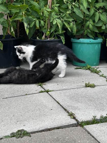 Oddam dwa kotki w dobre ręce