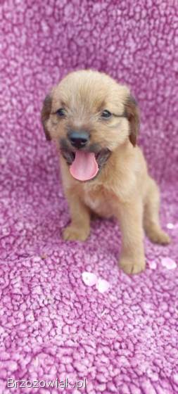 Hermiona -  8 tygodniowa czarodziejka szuka domu!