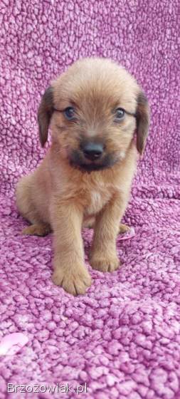 Hermiona -  8 tygodniowa czarodziejka szuka domu!