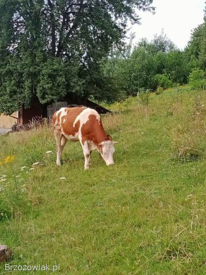 Sprzedam jałowke SM