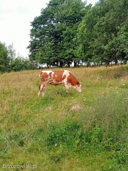 Sprzedam jałowke SM