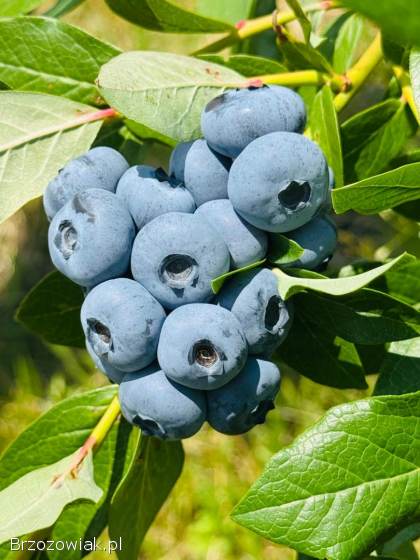 Borówka amerykańska