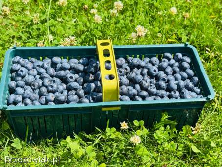 Borówka amerykańska