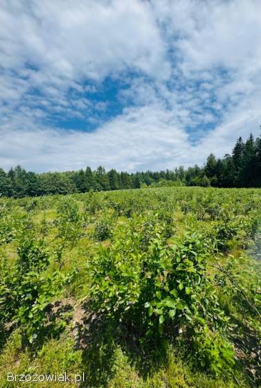 Borówka amerykańska