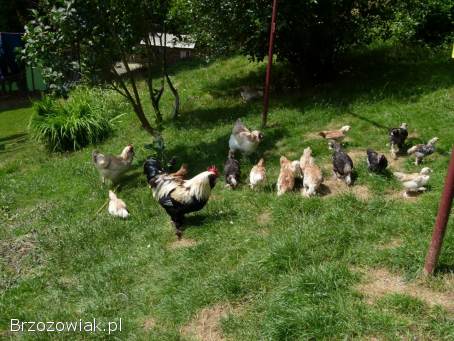 Kury,  koguty,  kurczęta fawerole łososiowe