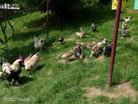 Kury,  koguty,  kurczęta fawerole łososiowe