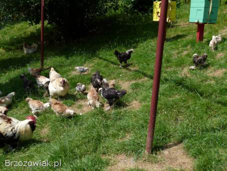 Kury,  koguty,  kurczęta fawerole łososiowe