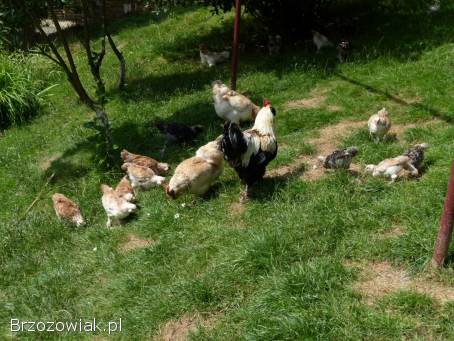 Kury,  koguty,  kurczęta fawerole łososiowe