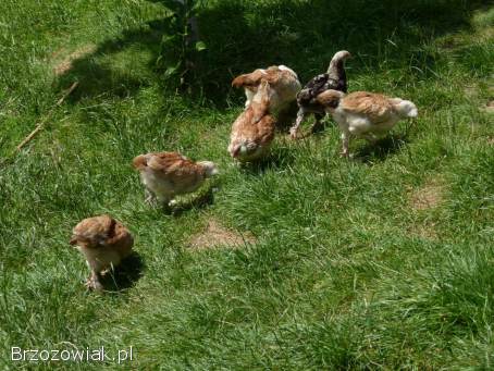 Kury,  koguty,  kurczęta fawerole łososiowe