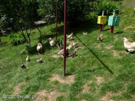 Kury,  koguty,  kurczęta fawerole łososiowe