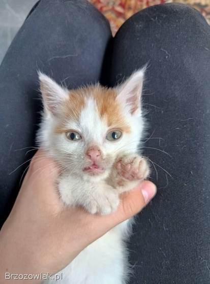 Marsjanek -  8 tygodniowy kociaczek szuka domu!