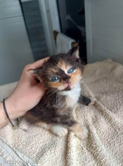 Kruszynka Tycia szuka odpowiedzialnego domu!