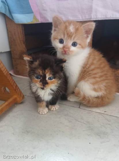 Kruszynka Tycia szuka odpowiedzialnego domu!