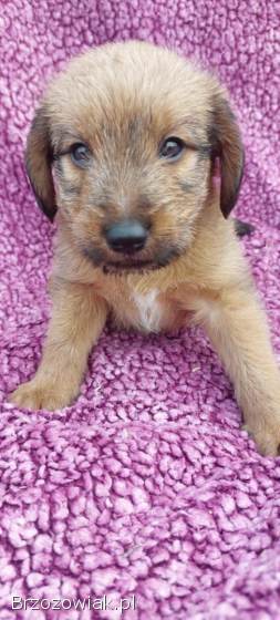 Ron -  cudowny szczeniak szuka domu!