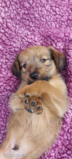 Ron -  cudowny szczeniak szuka domu!