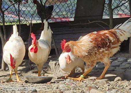 Zarodowe Kury rasy Włoszka -  Czystej Krwi -  Różnobarwne