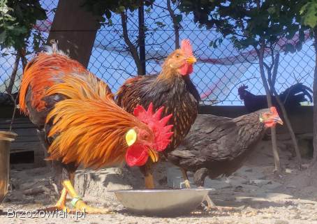 Zarodowe Kury rasy Włoszka -  Czystej Krwi -  Różnobarwne