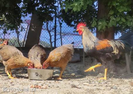 Zarodowe Kury rasy Włoszka -  Czystej Krwi -  Różnobarwne