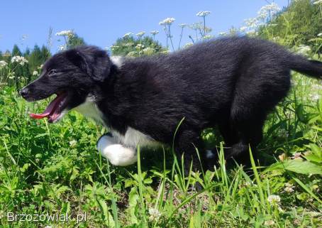 Piękny,  rasowy BORDER COLLIE z Hodowli -  pies / suczka z pełną dok.