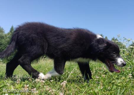 Piękny,  rasowy BORDER COLLIE z Hodowli -  pies / suczka z pełną dok.