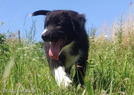 Piękny,  rasowy BORDER COLLIE z Hodowli -  pies / suczka z pełną dok.