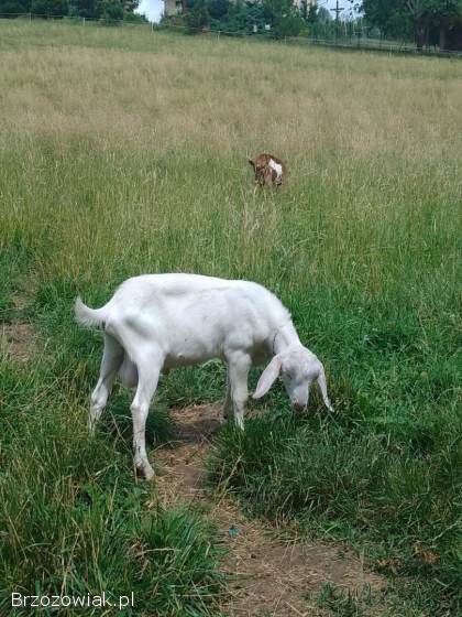 Czteromiesięczny,  biały koziołek po matce saaneńskiej i koźle karpackim.