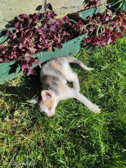 Oddam małe kotki