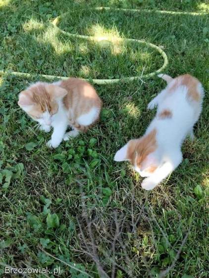 Oddam małe kotki