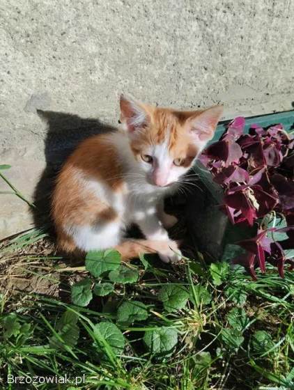 Oddam małe kotki