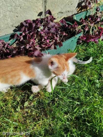 Oddam małe kotki
