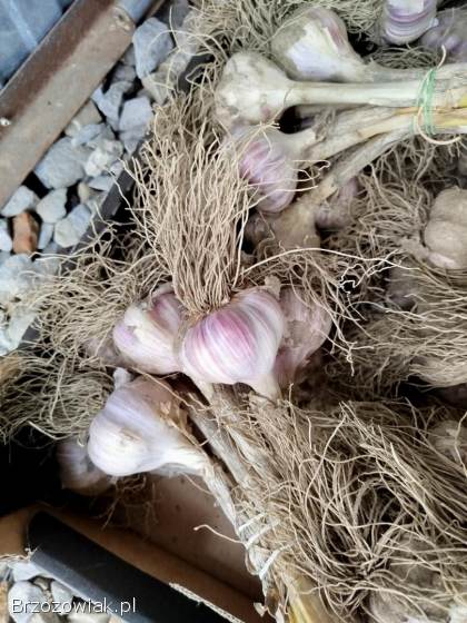 Czosnek