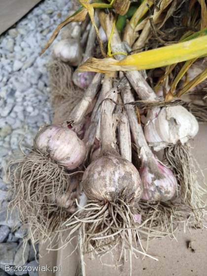 Czosnek