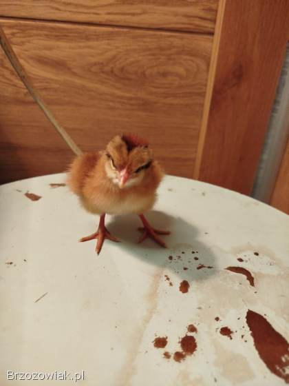 Zielononóżki Kuropatwiane