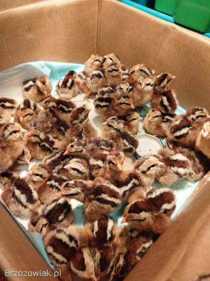 Zielononóżki Kuropatwiane