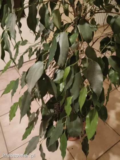 Sprzedam fikusa