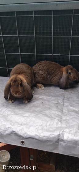 Królik Baran francuski młode samce