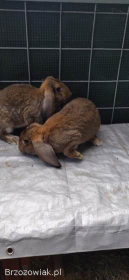 Królik Baran francuski młode samce