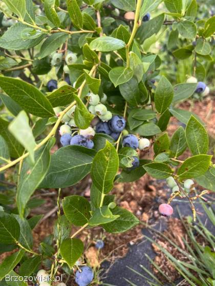 Borówki / Borówka amerykańska owoce