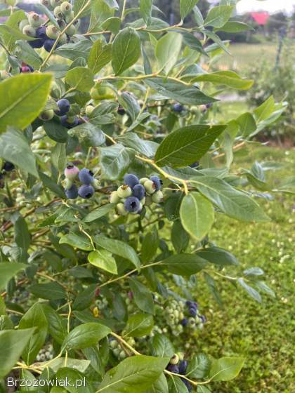 Borówki / Borówka amerykańska owoce