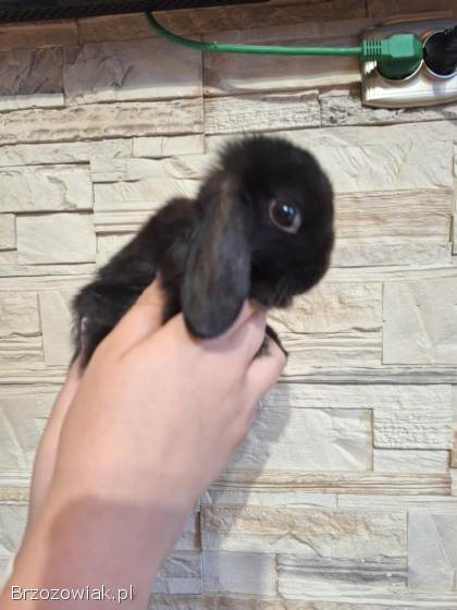 Króliczki mini lop