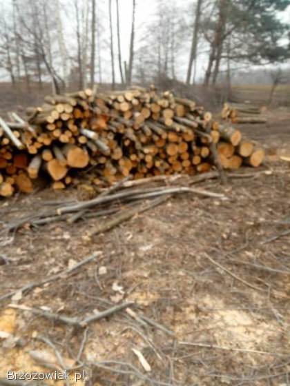 Wycinka drzew rębak frezowanie pni zwyżka mulczer leśny