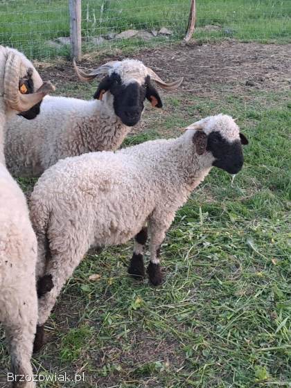 Owca walliserska -  baranek