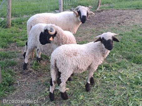 Owca walliserska -  baranek