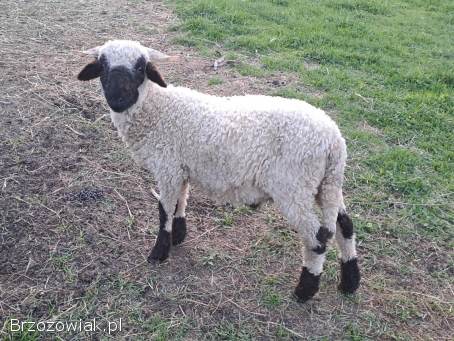 Owca walliserska -  baranek